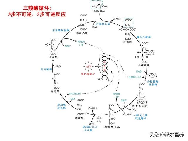 头条问答 健身中人体的脂肪是怎么分解排出体外的 26个回答
