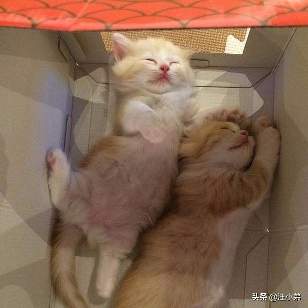 流浪狗和流浪猫评书:如今有许多流浪猫狗，该怎么办？