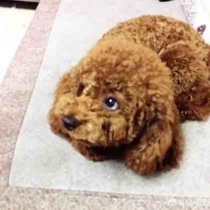 宠物狗知识:新手养宠物狗需要注意些什么？