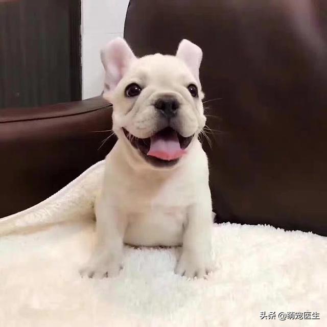 法斗常见皮肤病症状:怎么样能预防法斗患上皮肤病？
