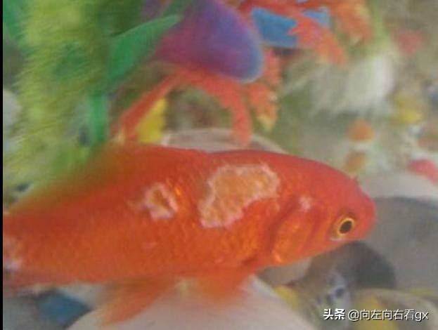 观赏水族疾病防治学:养鱼池(有鱼)如何用高锰酸钾消毒？