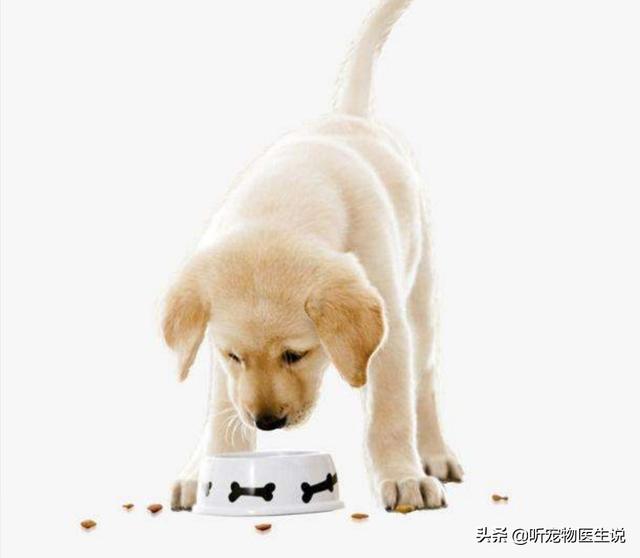 盛来知半生粮食泰迪专用:我家的狗狗近来吃狗粮最后会留一粒，这是为啥呀？