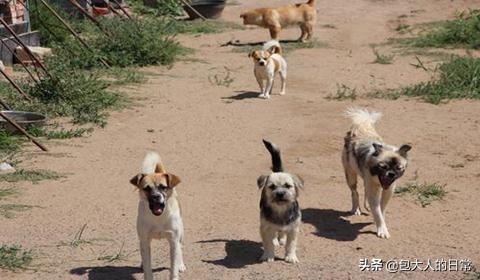 拉布拉多猎犬寿命:狗狗寿命排行榜是怎样的，寿命长的狗狗有哪些？