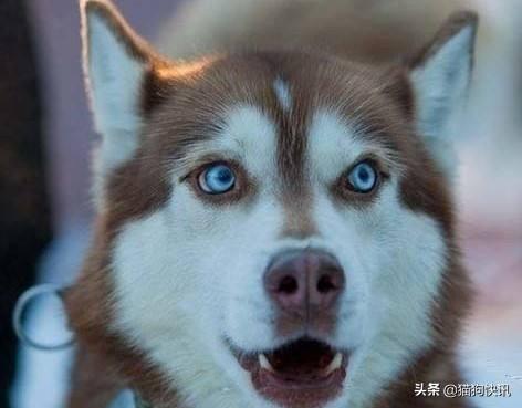 哈士奇犬:哈士奇会咬人吗？通常在什么情况下会咬人？ 哈士奇犬舍