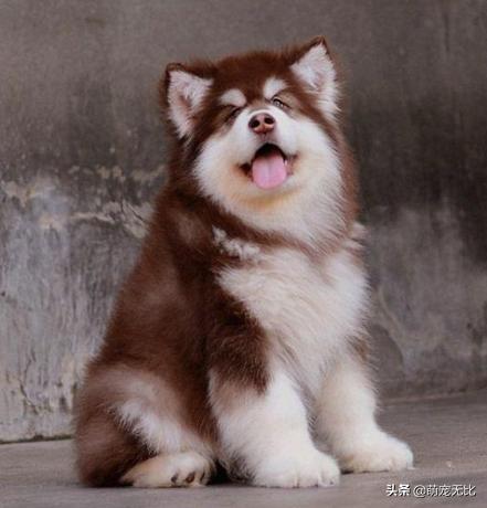 阿拉斯加雪橇犬好养吗为啥:为什么感觉养阿拉斯加犬的人越来越少了？