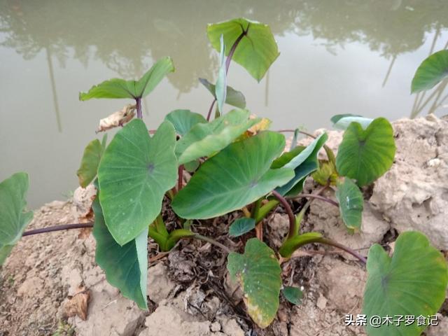 农村这些蔬菜干你都吃过吗，农村里有哪些好吃的蔬菜干