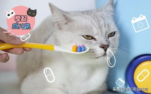猫市长康复了吗:如何判断鼻支康复，猫鼻支康复后还会复发吗？