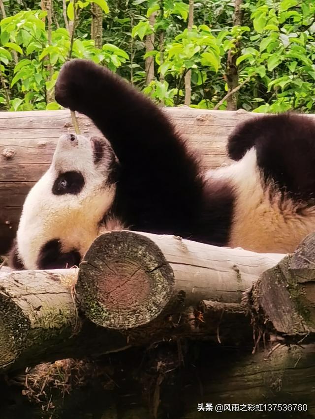 大熊猫咬人吗:为什么说可爱的动物，不一定不伤人？比如说大熊猫？