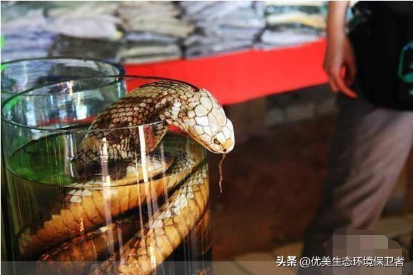 毒蛇泡酒咬人:为什么有的酒里泡蛇，几个月后蛇还活着