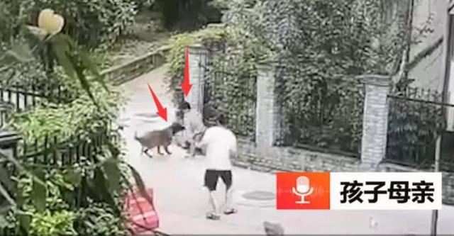 藏獒咬死主人:走路上被恶狗袭击，打狗头可以自救吗它的弱点在哪里