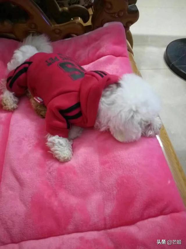 惠比特犬体味重吗:狗狗不会流汗，为什么还有那么重的体味？怎么减轻身上的体味？