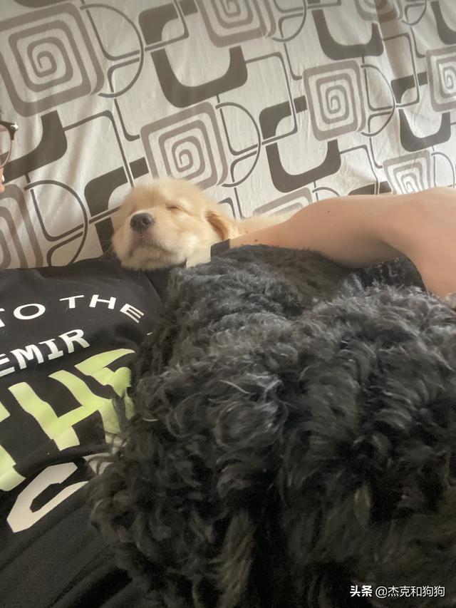 头条问答 犬类动物会做梦吗 比如狗 14个回答