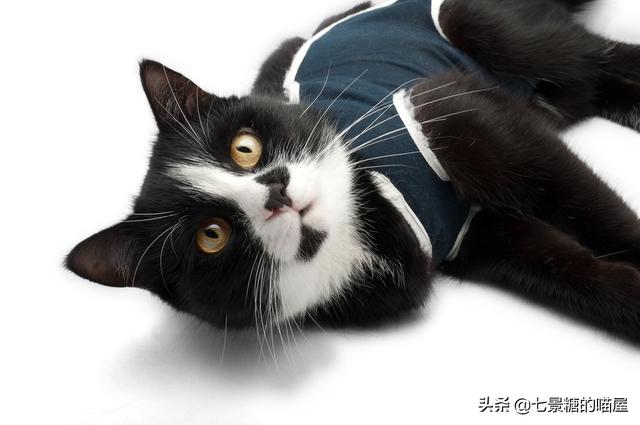 猫咪绝育:你家的猫咪做绝育了吗？做绝育会对猫咪有什么影响？