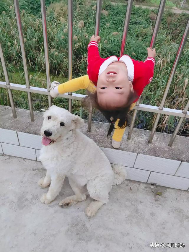 如何与宠物安全相处:宠物与宝宝该怎么去相处？ 如何与宠物相处安全教案