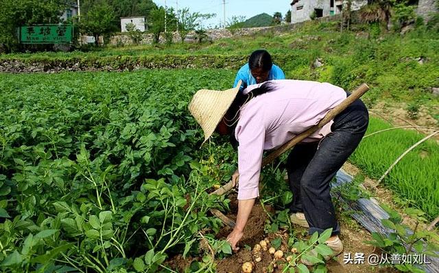 安第斯山猫可以养殖吗:旱鸭适合在什么地区养殖？