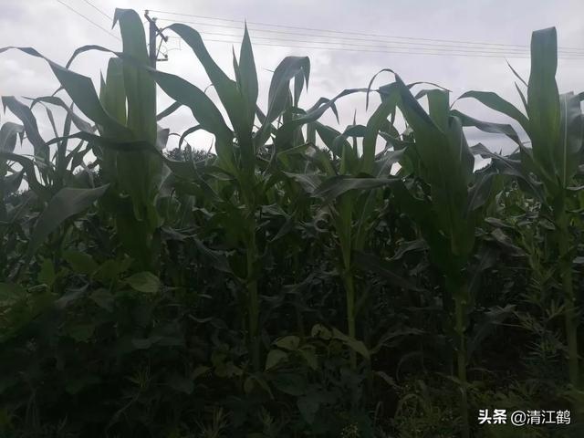 你见过最<a href=https://maguai.com/list/39-0-0.html target=_blank class=infotextkey>搞笑</a>的图片是什么(史上最<a href=https://maguai.com/list/39-0-0.html target=_blank class=infotextkey>搞笑</a>图片)
