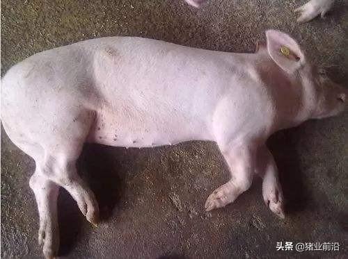 链球菌感染关节炎能治好吗:猪链球菌跛腿什么药最好？ 链球菌感染引起的关节炎怎么治