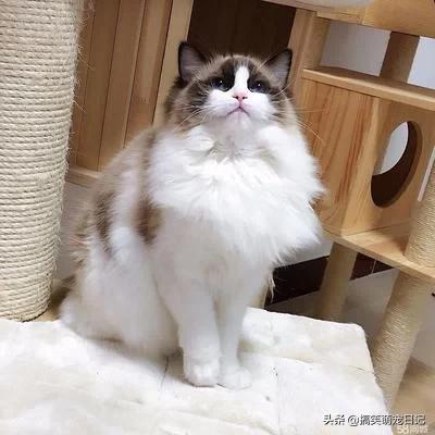 布偶猫图片:布偶猫发情的时候叫得厉害么，公猫母猫发情有什么不同？ 布偶猫图片及价格多少