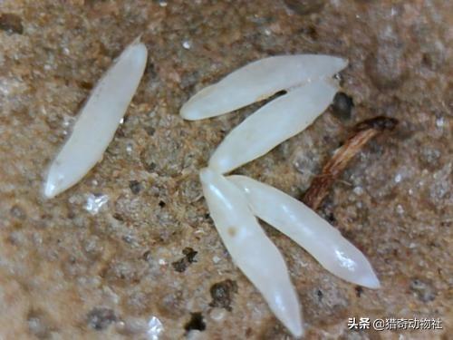 新几内亚歌唱犬灭绝了吗:强悍的雅利安人摧毁了三大文明古国，为何单单在中国折戟沉沙？