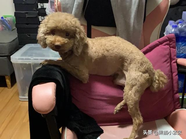 狗狗美容主人可以在旁边吗:给泰迪犬美容的步骤是什么？