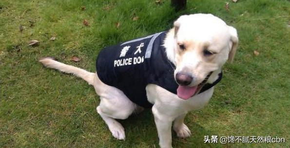 指示犬:每次看到警犬都很激动，常见的警犬品种有哪些？ 指示犬什么品种最好