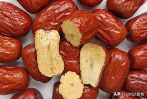 冬枣品种:枣树有哪些品种？分别适合哪些地区种植？