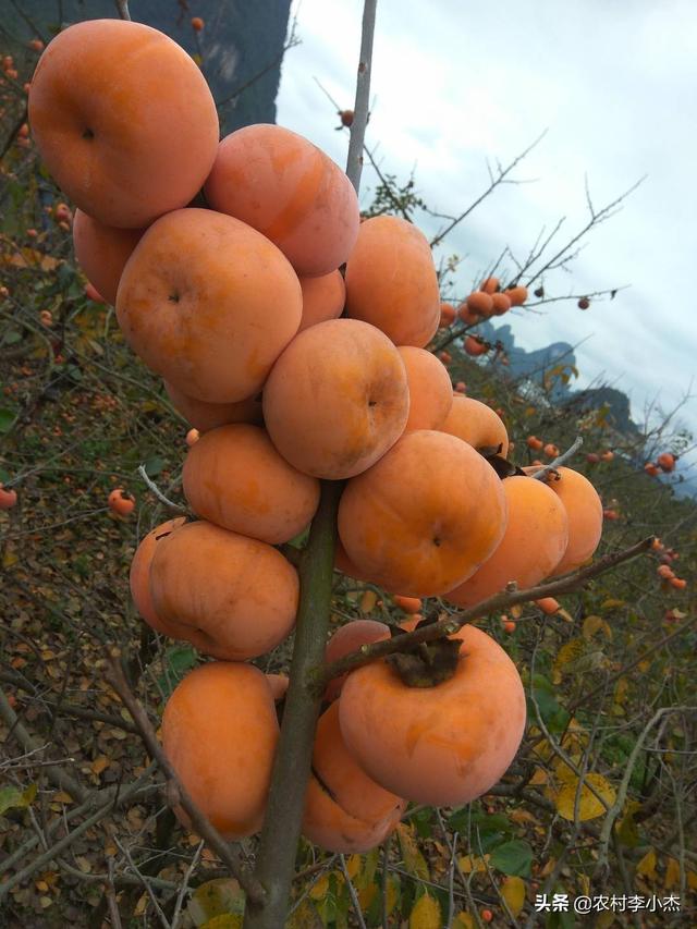 头条问答 柿子何时开花挂果 花期应该如何管理 6个回答