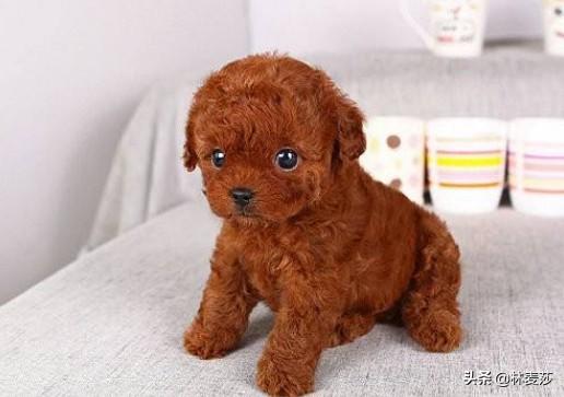 巨型贵宾犬吃什么:养巨型贵宾犬的有什么坏处？为什么养的人这么少？
