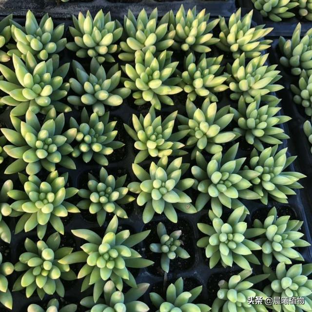 王玉珠帘多肉植物图片:这是什么品种的多肉植物？