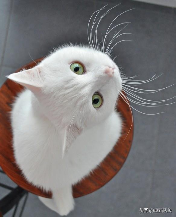 幸运土猫:土猫当中什么品种最受大家欢迎？