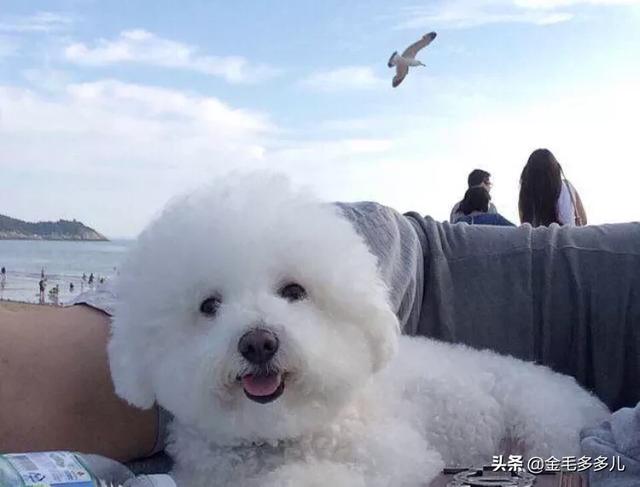 宠物狗品种图片:你觉得世界上最好的宠物狗是哪一种？有何依据？