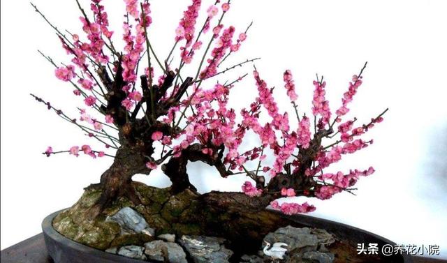 头条问答 梅花什么时候施肥花开得艳 养花小院的回答 0赞