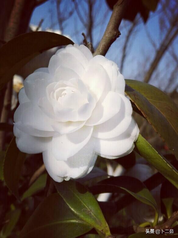 头条问答 - 水晶白是一个什么样的茶花品种? 怎么养护?(4个回答)