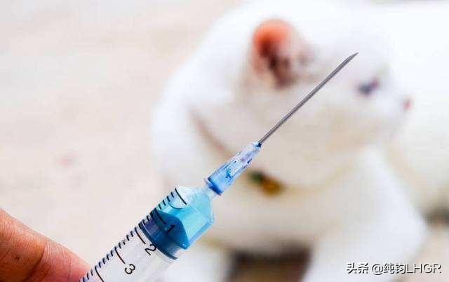 成年人打狂犬疫苗的副作用:正常人打狂犬免疫球蛋白的危害？ 打狂犬疫苗副作用表现