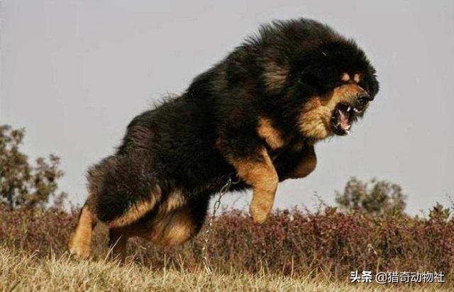 蒙古獒犬能长200斤吗?-惠修网