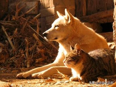 猫狗宠物知识问答:求问猫更好养还是狗更好养呢？