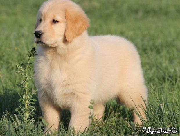 德国牧羊犬阿托斯:德牧，阿拉斯加，金毛都适合新手养吗？