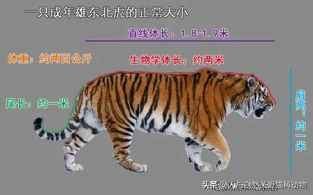 能家养的最大的猫科动物:东北虎人工饲养的可以长多大？ 可以家养的大型猫科动物