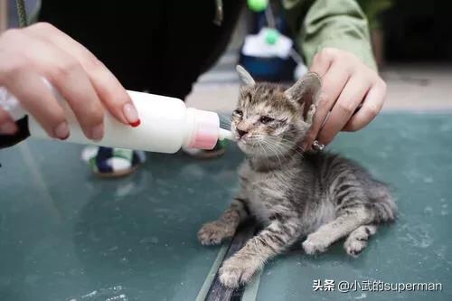 救援猫:北京有哪些流浪猫救助中心？都在什么位置？