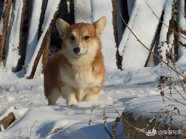 幼犬狗粮怎么泡开:狗狗多大吃狗粮才不用泡水？