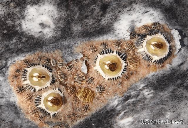 抹香鲸的图片和视频:为什么说抹香鲸是哺乳动物中的“潜水冠军”？