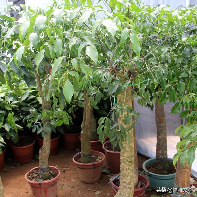 观叶植物225种:观叶植物用哪种肥料比较好？