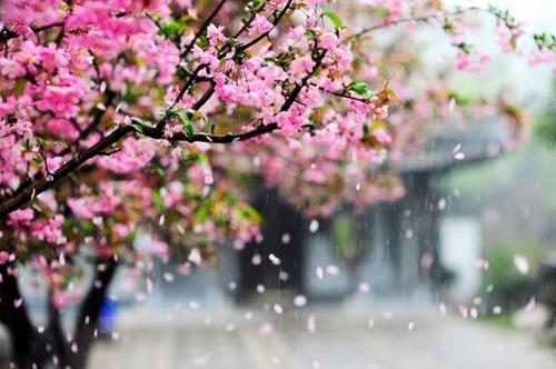 林黛玉葬花:林黛玉葬花的前因后果是什么？