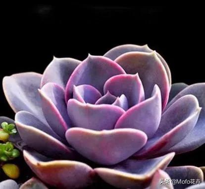 紫珍珠:多肉植物紫珍珠叶子变软蔫了怎么办？