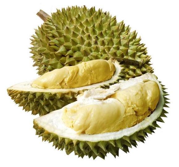 伊纳宝:为什么榴莲树的承重能力那么强？