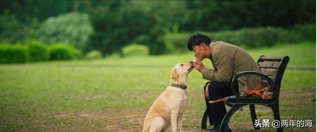 导盲犬小q观后感600:口碑票房不佳，为何立意深远的《小Q》打动不了观众的心？