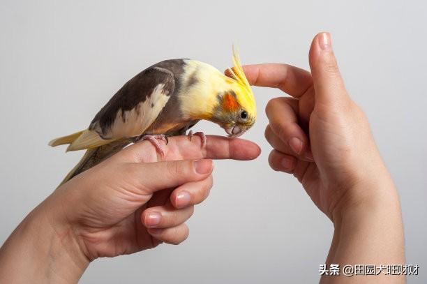 青绿顶亚马逊鹦鹉可以当宠物养吗:什么鸟可以作为宠物饲养？