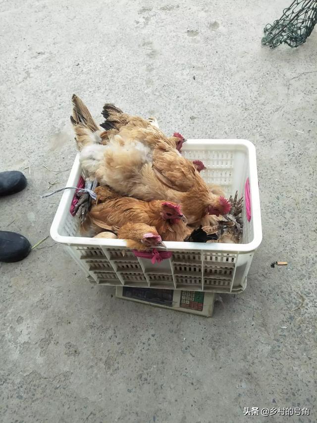 养鸡兽医专家在线咨询:林下养殖土鸡难吗？需要注意哪些方面？