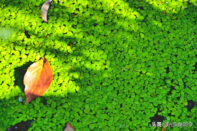 广东本地水草种类:草缸里不用加热棒、二氧化碳养的水草有哪些推荐？
