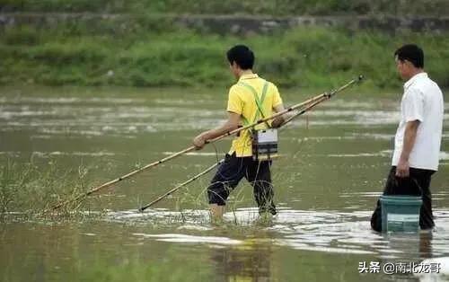 晚上抓黄鳝的灵异事件:在农村夜晚如何捉黄鳝？为何现在没人去抓黄鳝了？